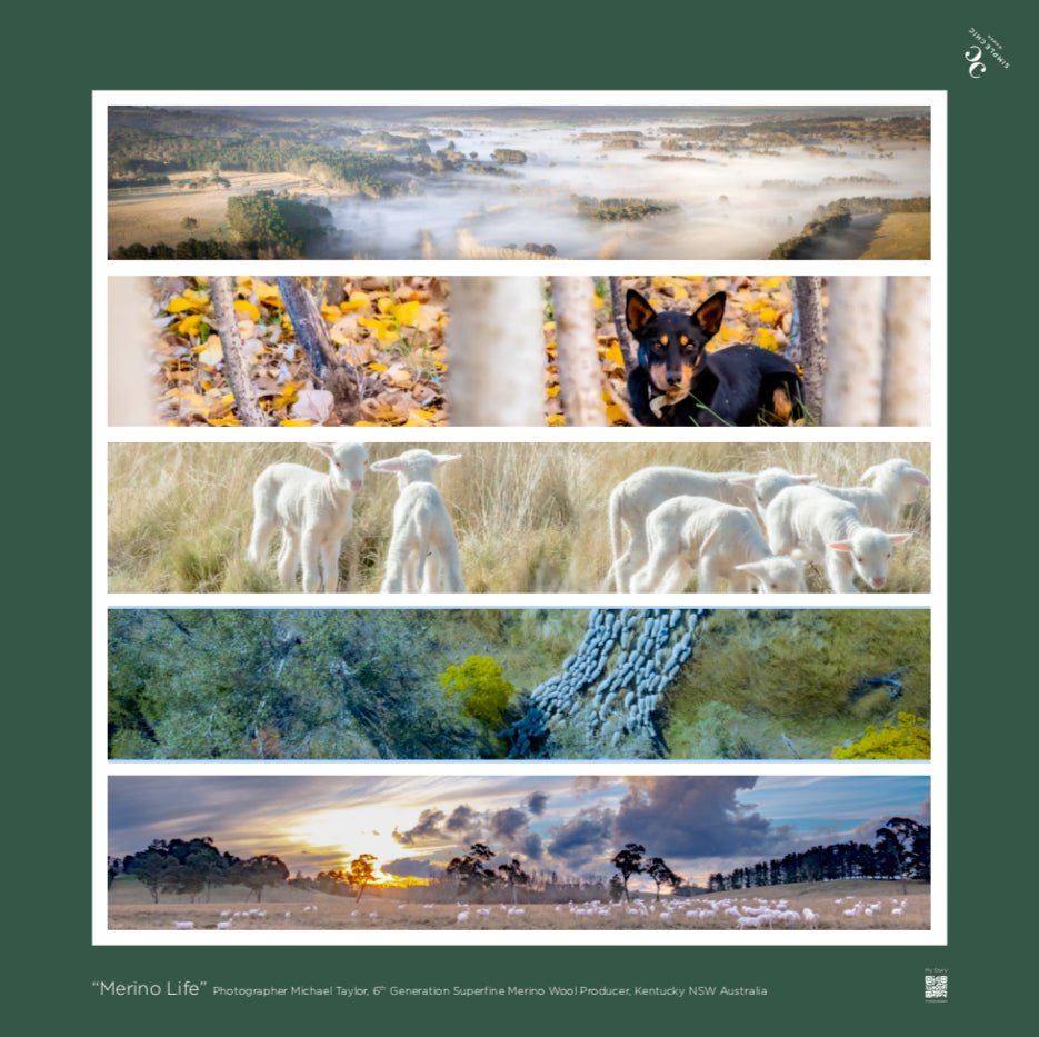 Australian Merino Life, Evergreen