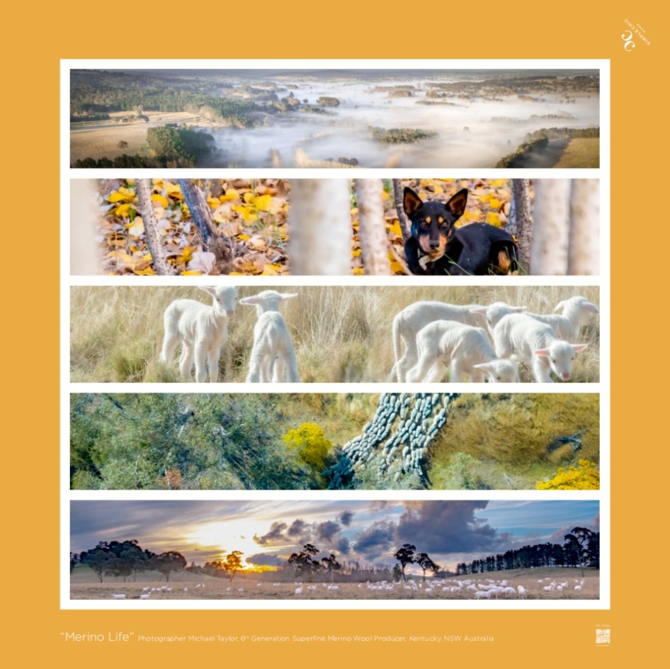 Australian Merino Life, Autumn